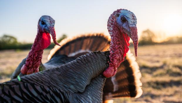 Turkey hunting season